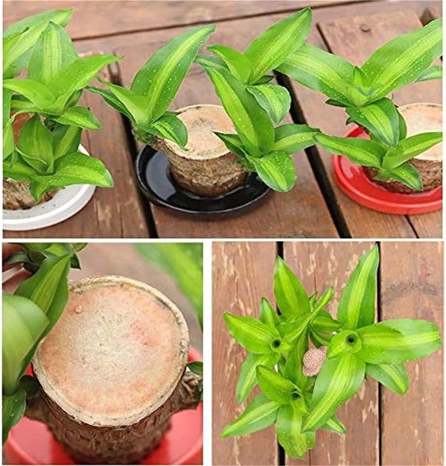 Lucky Brazil Wood Potted Plant .Free Delivery 🚚 . ⭐️⭐️⭐️⭐️⭐️ (31,876 Customer Reviews)