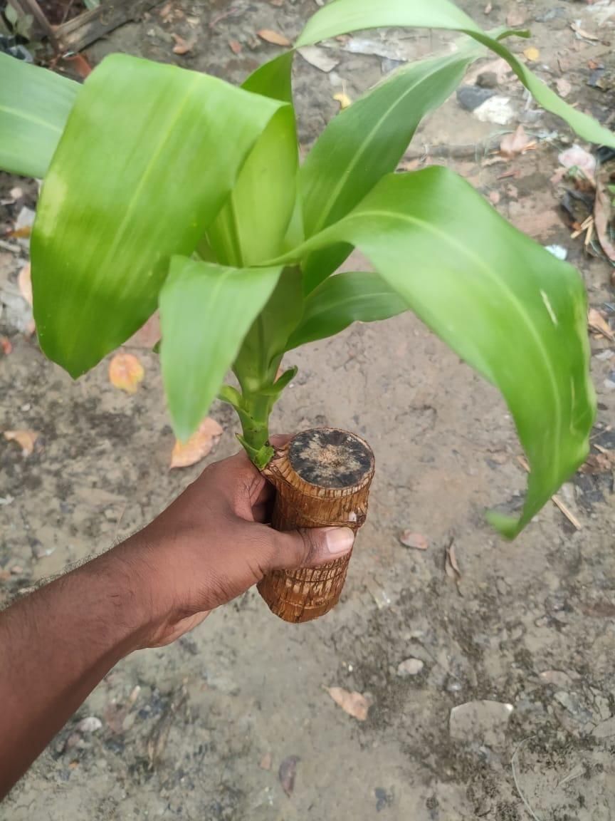 Lucky Brazil Wood Potted Plant .Free Delivery 🚚 . ⭐️⭐️⭐️⭐️⭐️ (31,876 Customer Reviews)