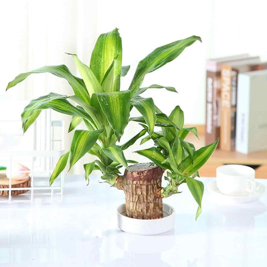 Lucky Brazil Wood Potted Plant .Free Delivery 🚚 . ⭐️⭐️⭐️⭐️⭐️ (31,876 Customer Reviews)