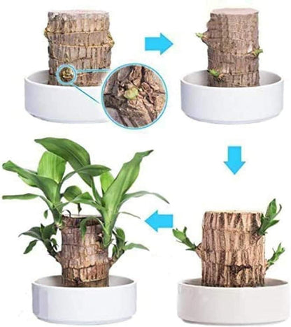 Lucky Brazil Wood Potted Plant .Free Delivery 🚚 . ⭐️⭐️⭐️⭐️⭐️ (31,876 Customer Reviews)